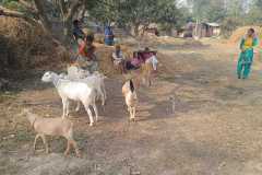 Bihar Sustainable Livelihood Development