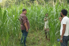 Bihar Sustainable Livelihood Development