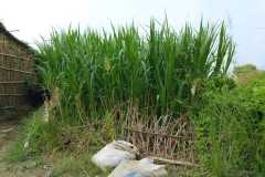 Bihar Sustainable Livelihood Development