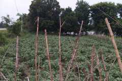 Bihar Sustainable Livelihood Development