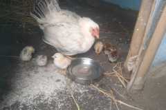 Bihar Sustainable Livelihood Development
