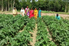 Livelihood Activities