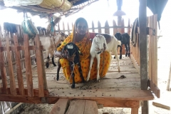 Livelihood Activities