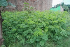 Livelihood Activities