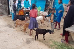 Livelihood Activities