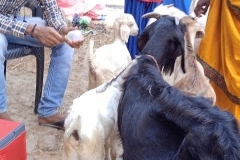 Livelihood Activities